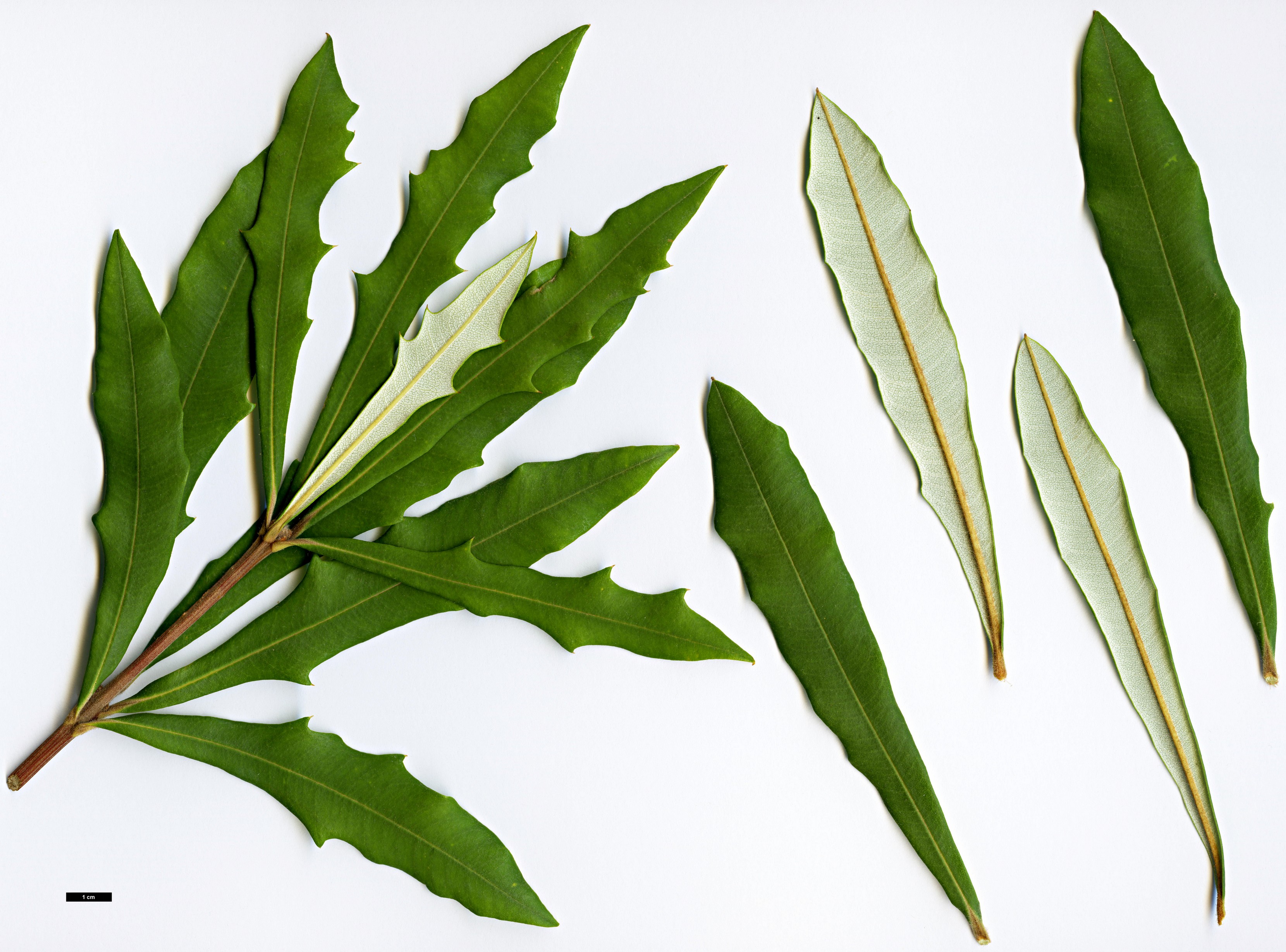 High resolution image: Family: Proteaceae - Genus: Banksia - Taxon: integrifolia - SpeciesSub: subsp. monticola